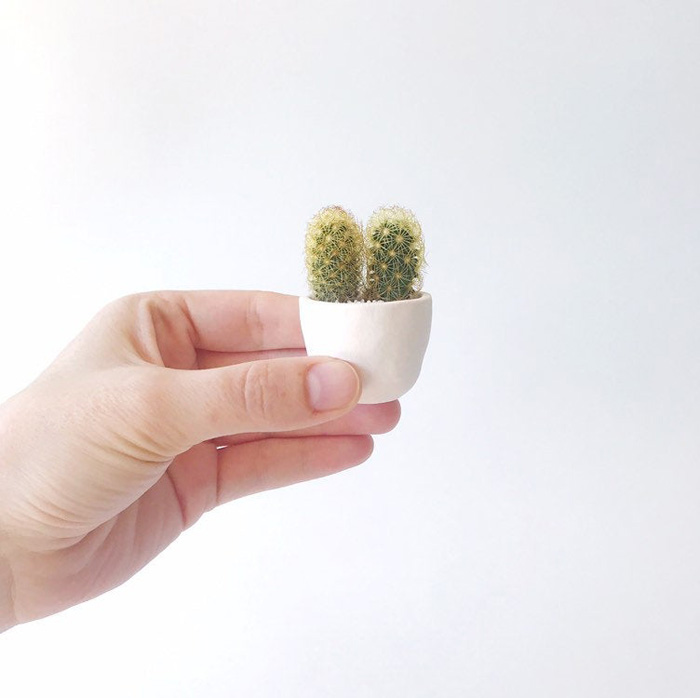 etsy mini cactus