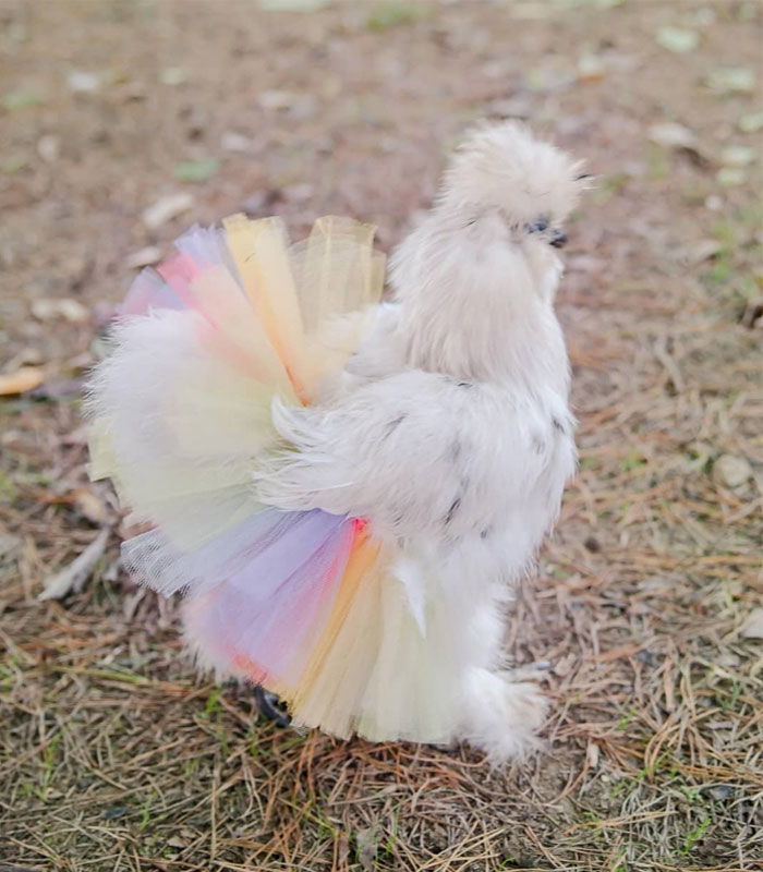 fluffy chicken in colorful tutu