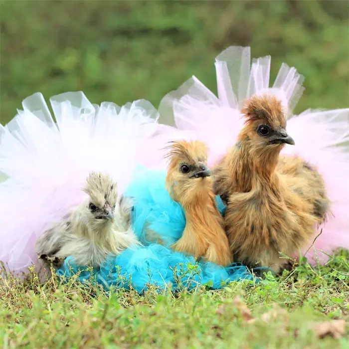 fowls in tutus