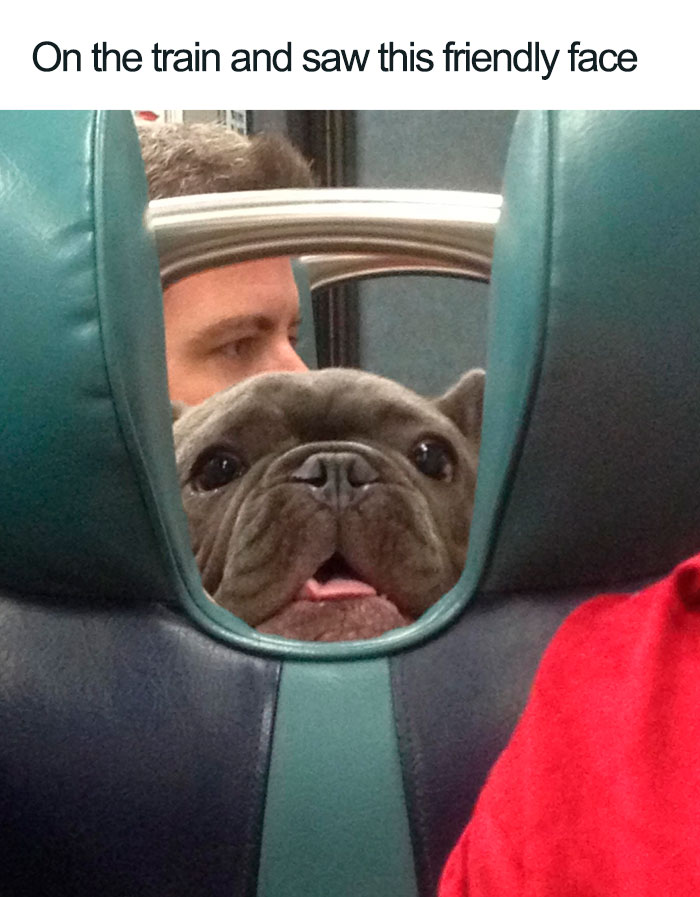 friendly dog on the train