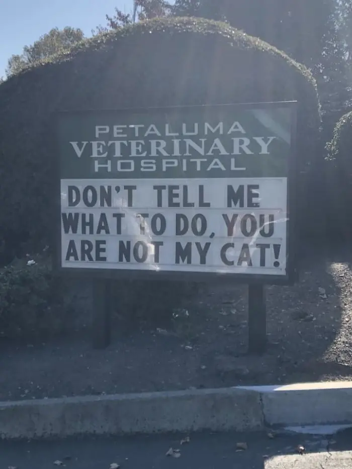 funny cat jokes vet clinic signs cats tell you what to do