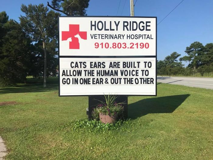 funny cat jokes vet clinic signs ear anatomy