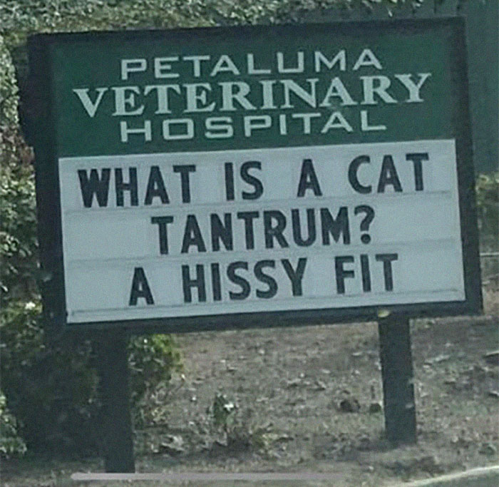 funny cat jokes vet clinic signs hissy fit