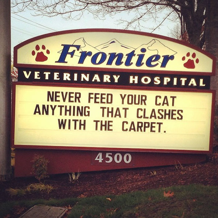 30 Funny Cat Jokes That Vet Clinics Put Up On Their Signs