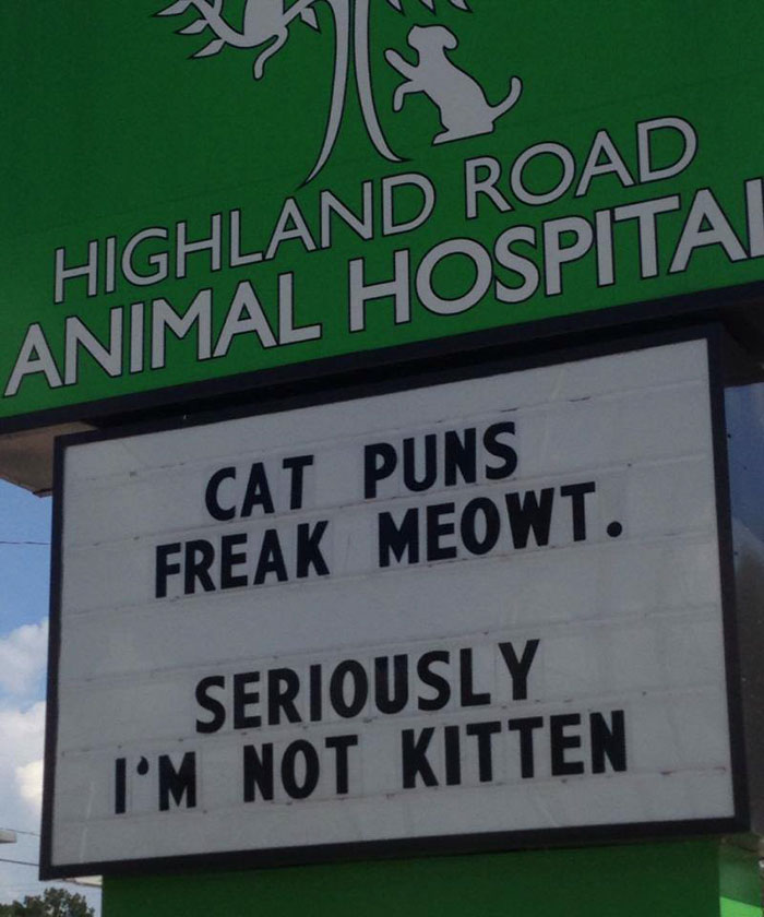 funny cat jokes vet clinic signs not kitten puns