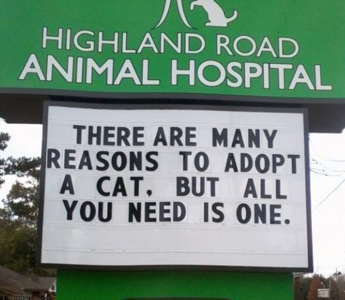 funny cat jokes vet clinic signs reasons to adopt