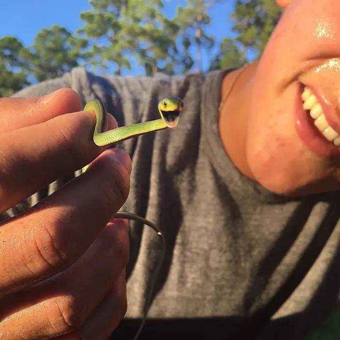 happy green with human cute snake pictures