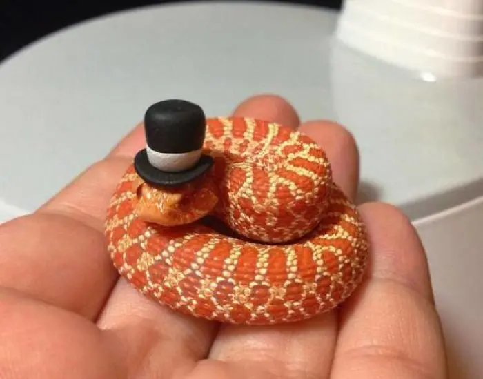 hat on head cute snake pictures