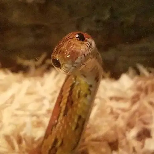 hello mom cute snake pictures