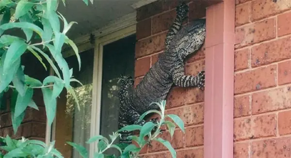 huge lizard scary animals in Australia