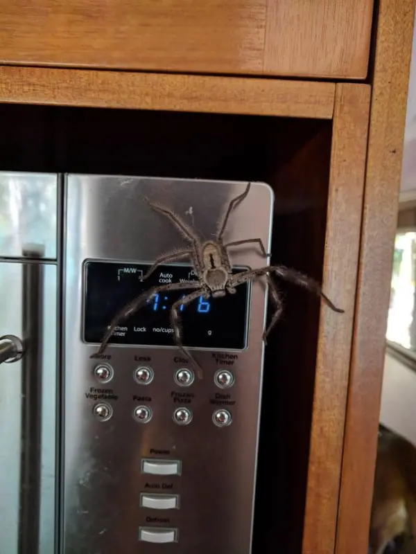 i won't cook with this spider today scary animals in Australia