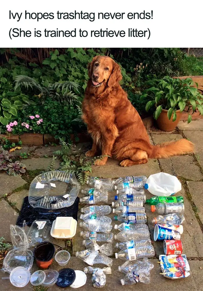 ivy the dog retrieves trash