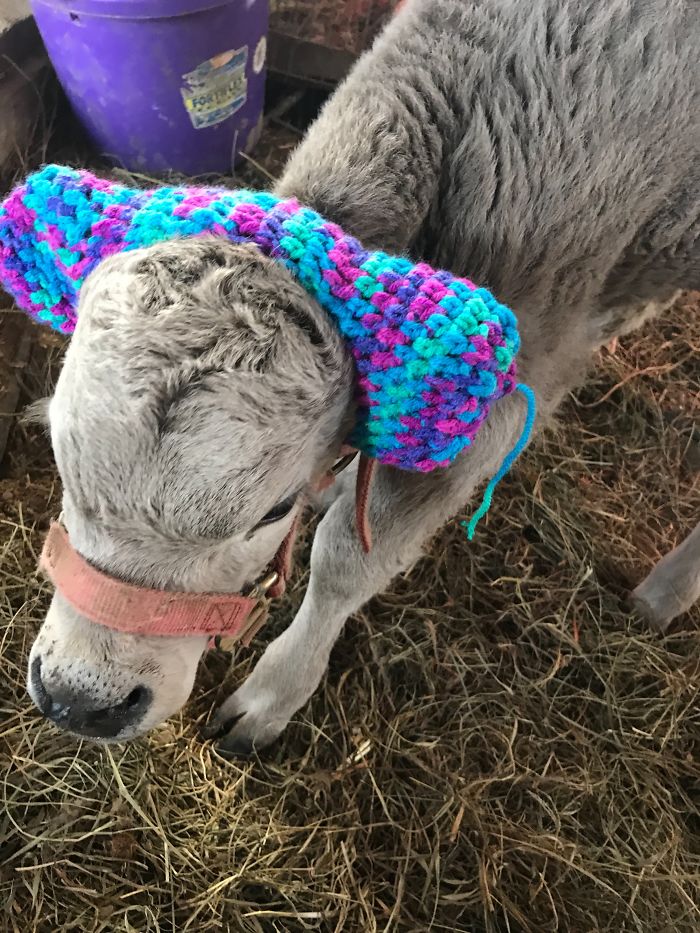 knitted earmuffs for calves