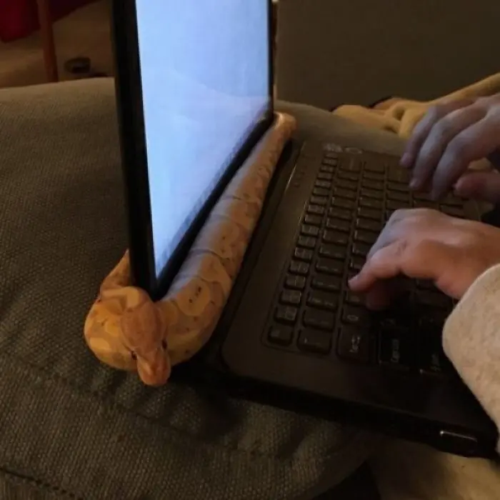 laptop warm temperature cute snake pictures