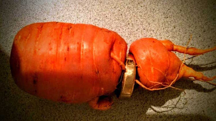 lost wedding ring found in carrot
