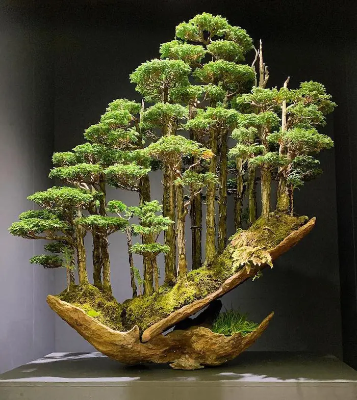 masahiko kimura bonsai master hinoki forest