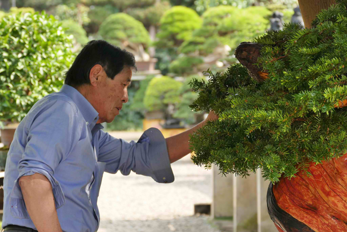 masahiko kimura bonsai master