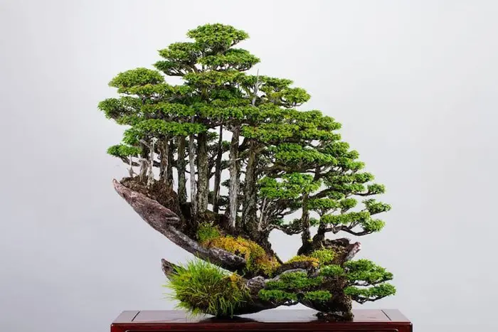 masahiko kimura hinoki forest bonsai