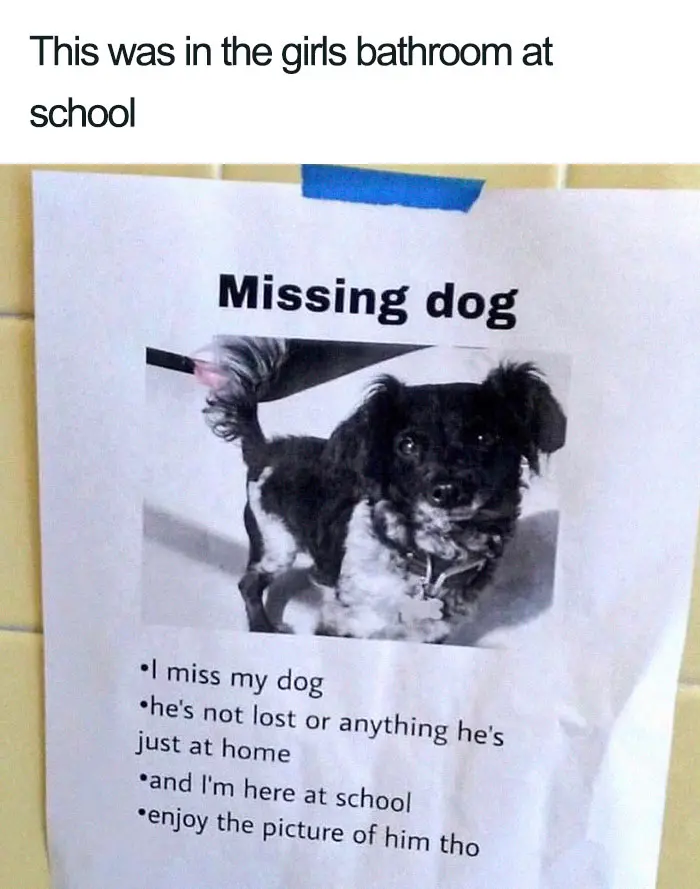 missing dog girls bathroom