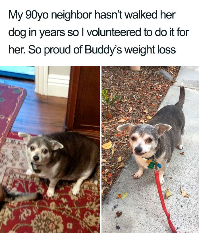 neighbor walks dog weight loss