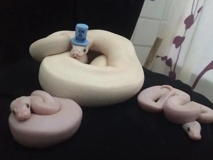 new dad cute snake pictures