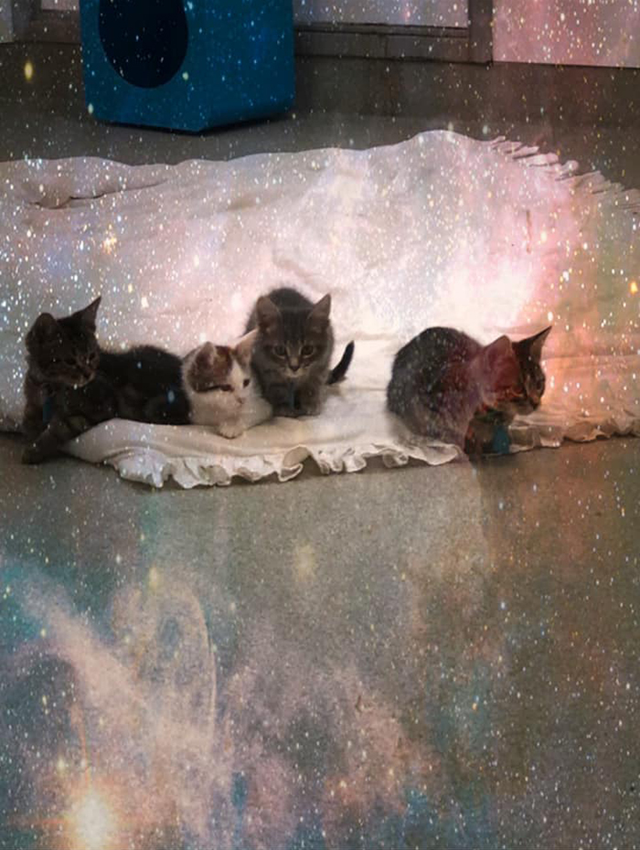 okc animal welfare storm kittens up for adoption