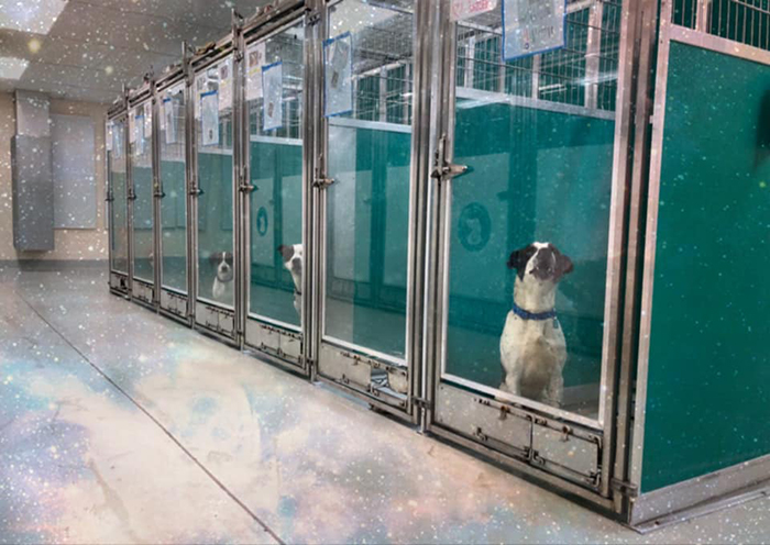 okc animal welfare storm pets up for adoption