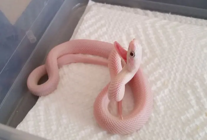 pink cuddly cute snake pictures