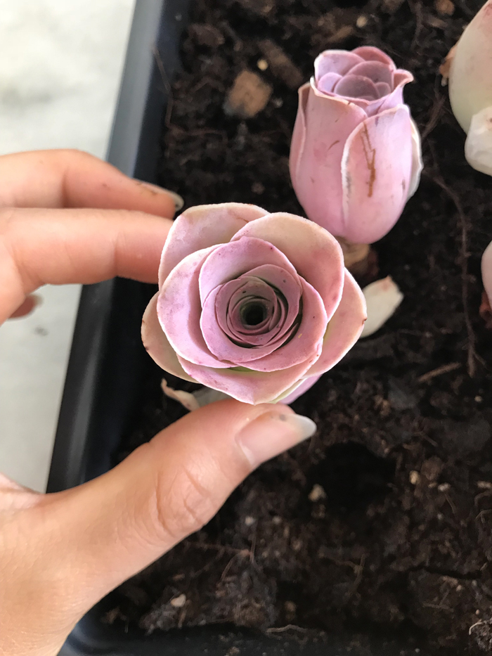 pink rose succulents etsy