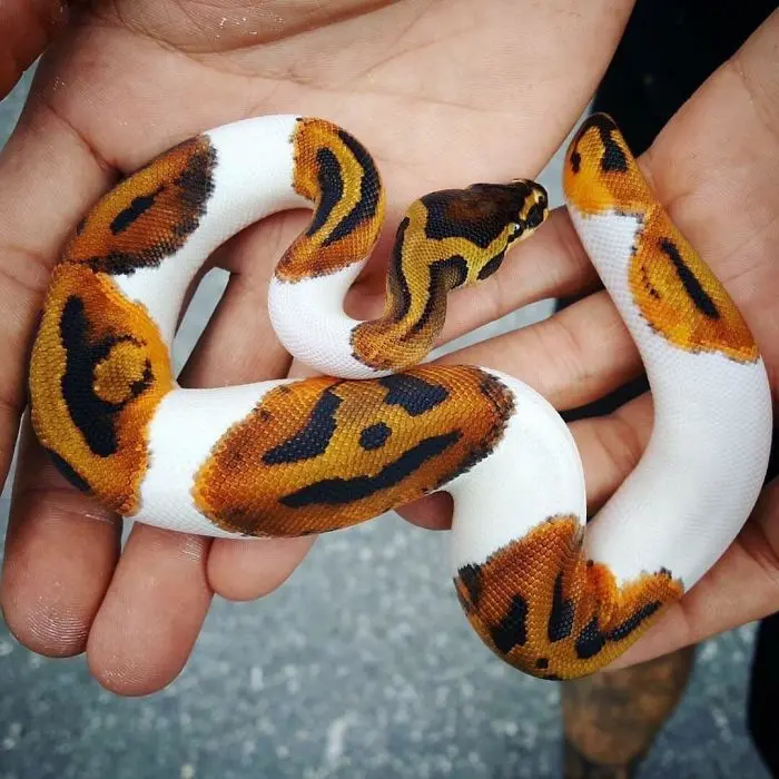 pumpkin on back cute snake pictures