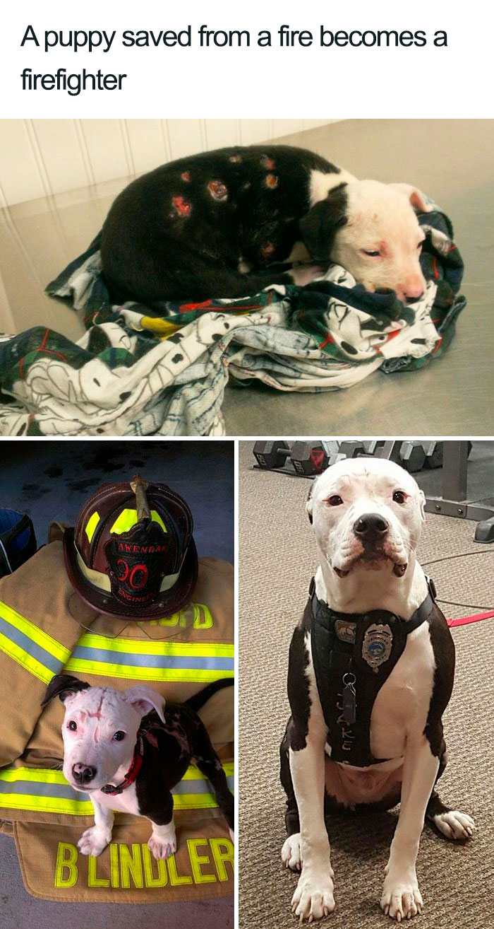 rescued puppy becomes firefighter