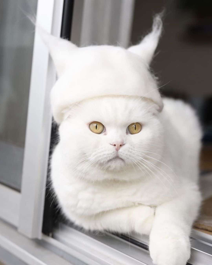 ryo yamazaki cat hair hats maru pointed ears