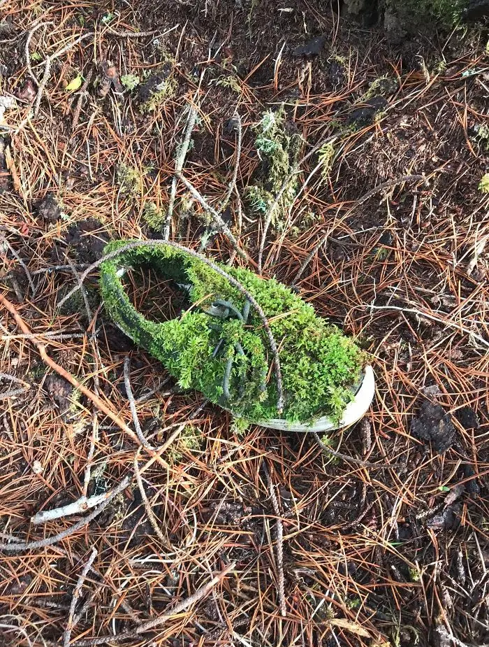 shoe forest nature reclaiming taking over