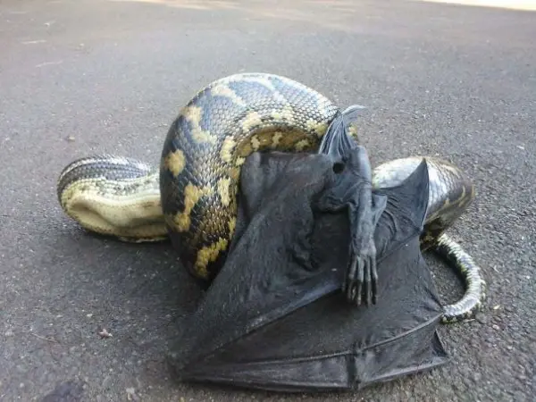 snake and a bat scary animals in Australia