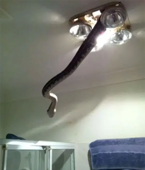 snake coming out of ceiling lamp scary animals in Australia