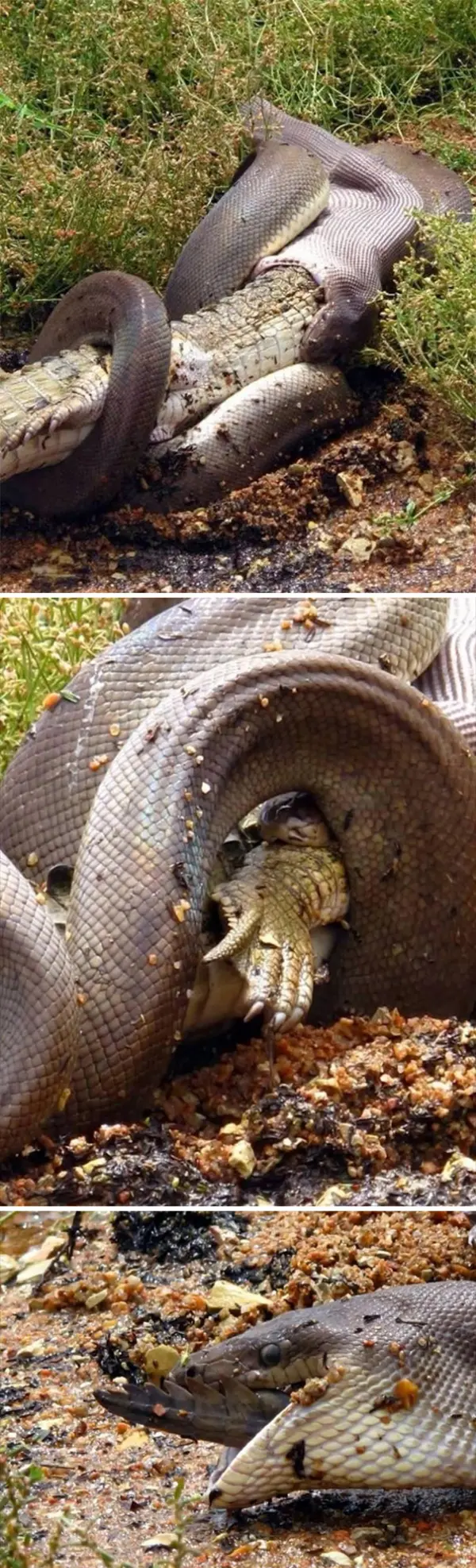 snake engulfing scary animals in Australia