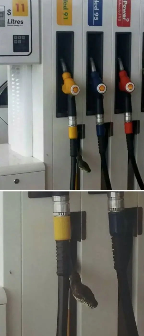 snake in fuel station scary animals in Australia