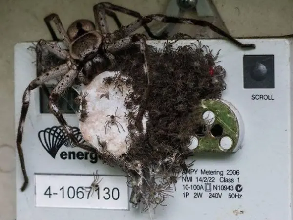 spiders thriving in electricity meter scary animals in Australia