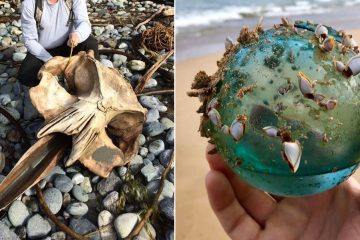 things found on beaches