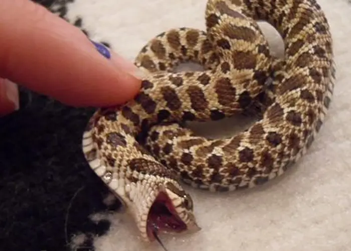ticklish cute snake pictures