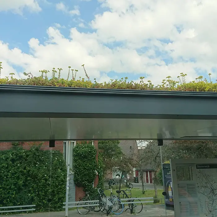 top part city in netherlands transforms bus stops into bee stops utrecht
