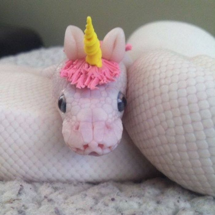 unicorn looking cute snake pictures