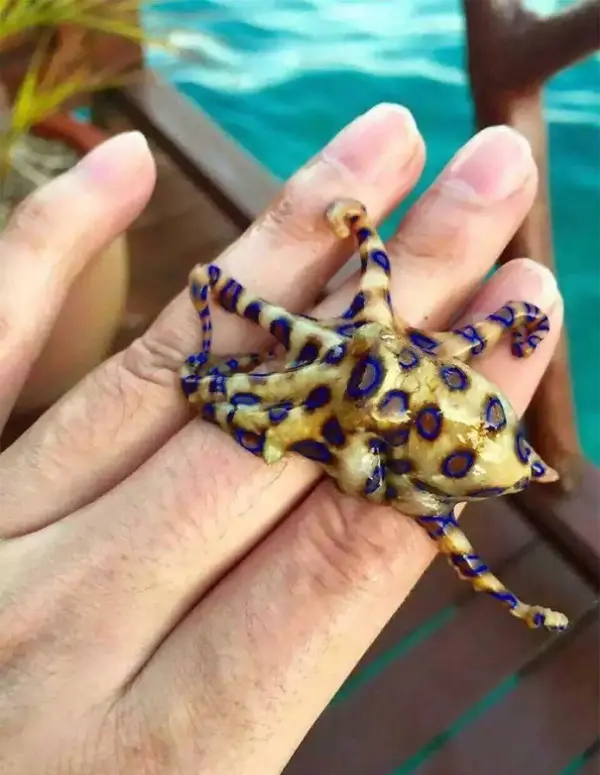 venomous octopus on hand scary animals in Australia