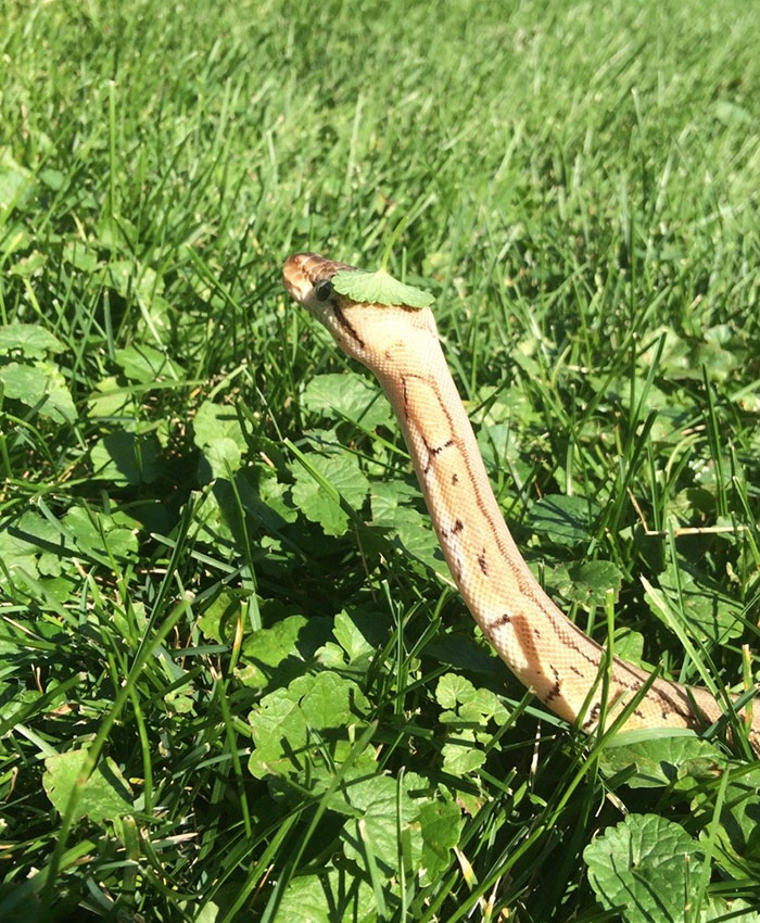 wearing leaf hat cute snake pictures