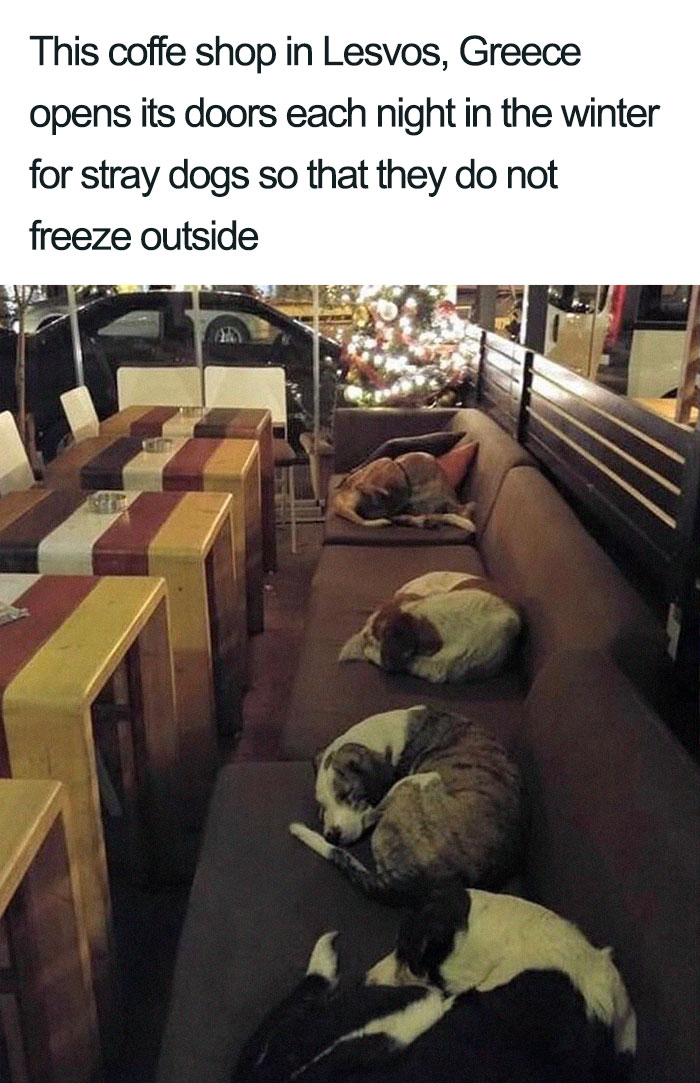 wholesome dog posts coffee shop greece