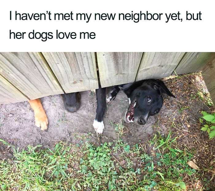 wholesome dog posts friendly neighbors