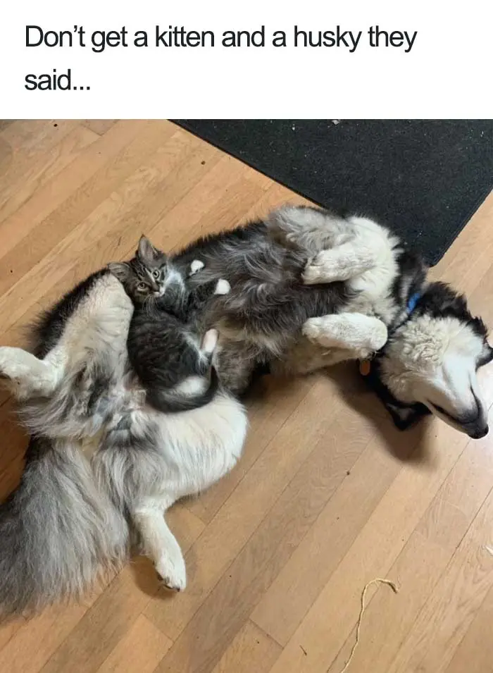 wholesome dog posts kitten husky friendship