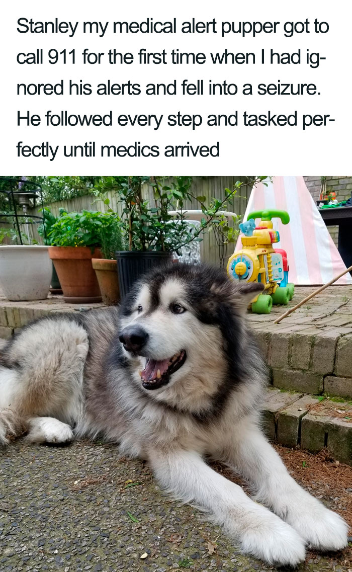 wholesome dog posts medical alert puppy