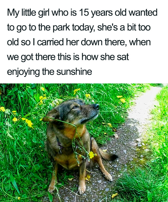 wholesome dog posts old dog in the park