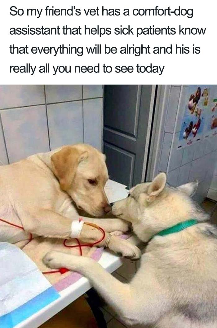 wholesome dog posts vet comfort assistant